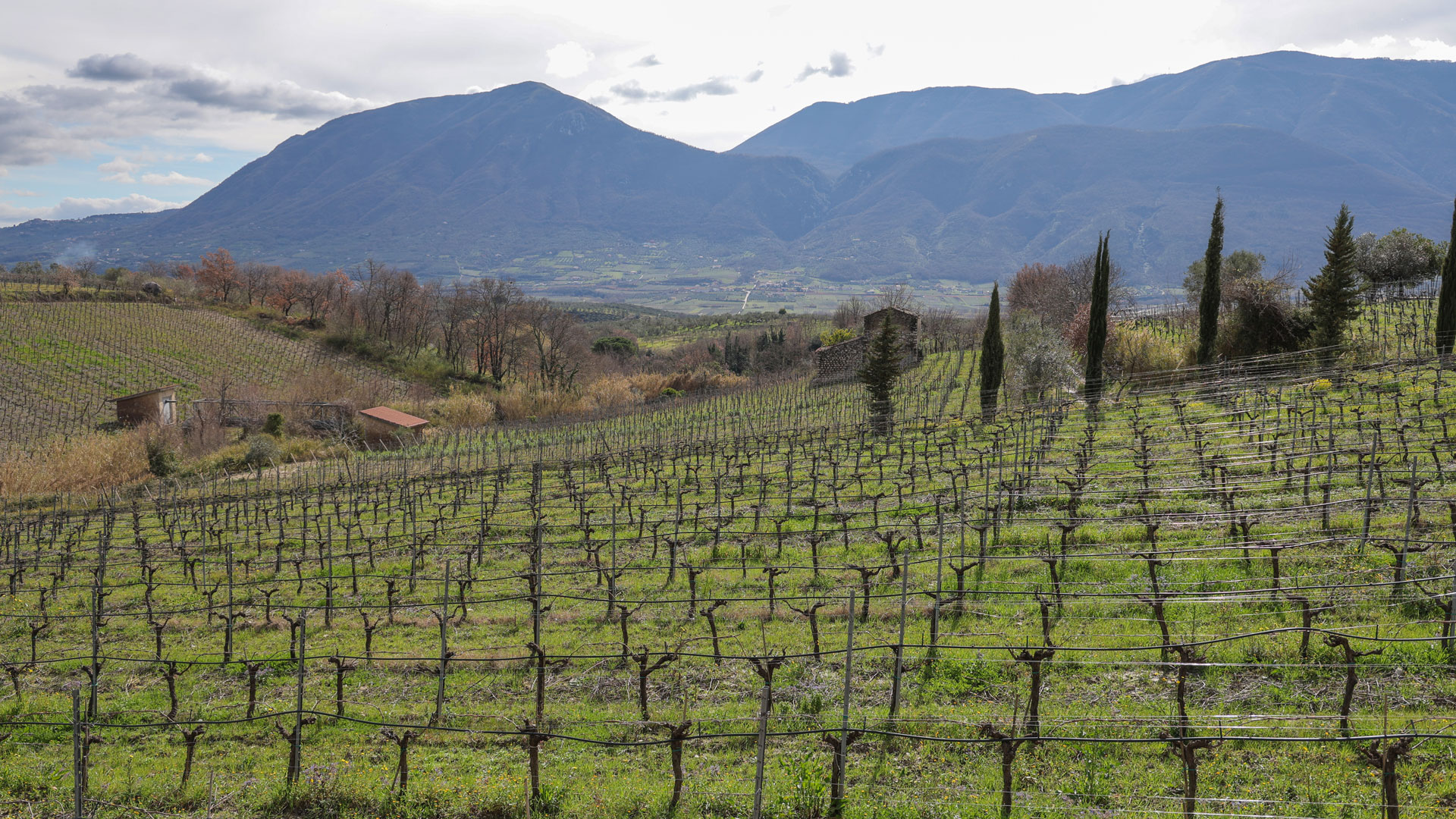 Sapentia Wine - I Vigneti