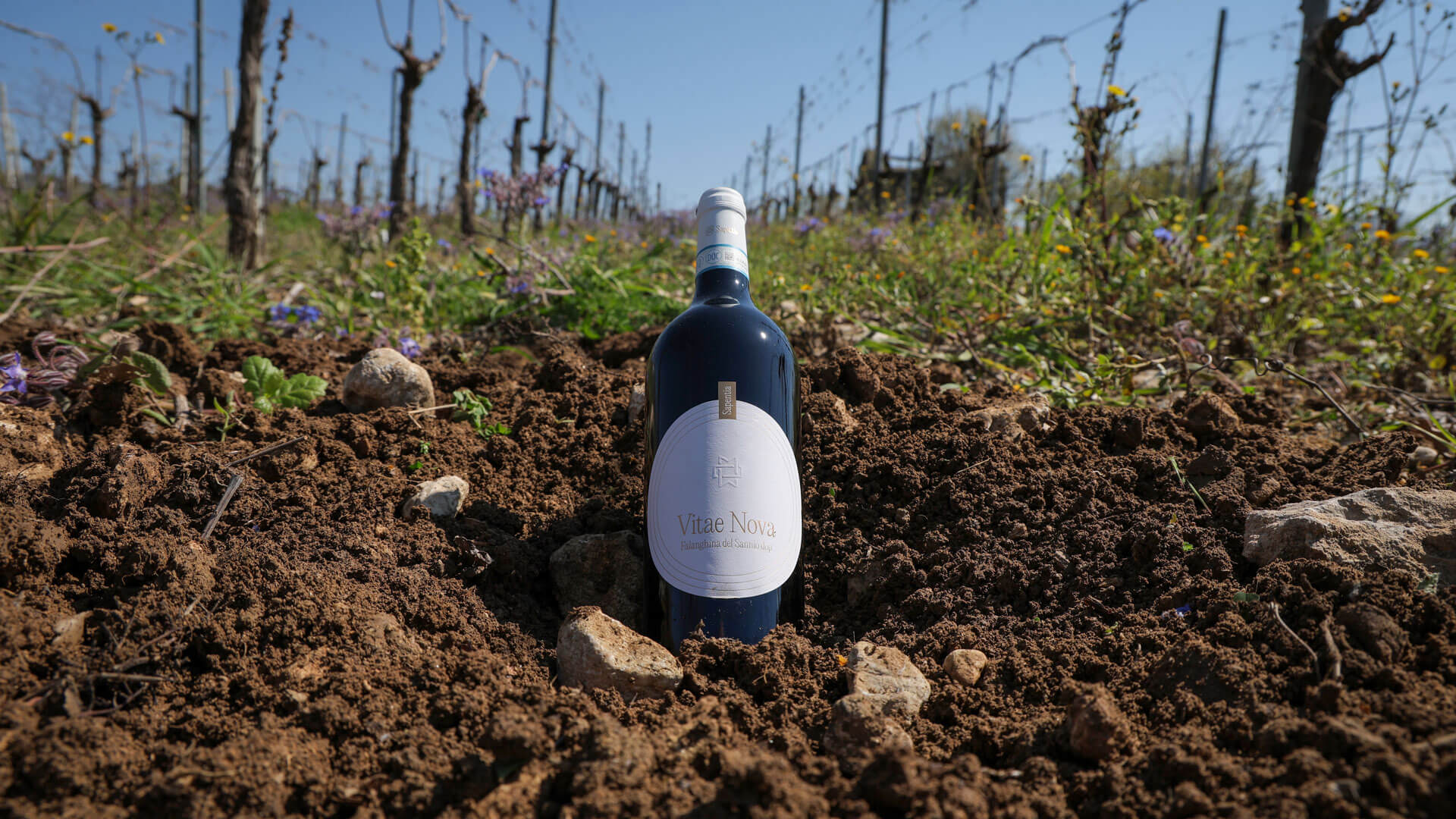 Vitae Nova - Falanghina del Sannio DOP